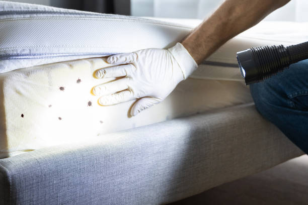 Best Pest Control Near Me in Pearsall, TX