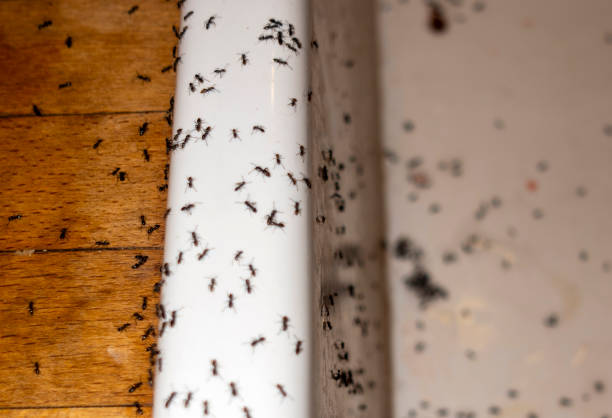 Best Commercial Pest Control Services  in Pearsall, TX