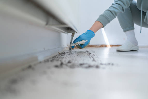 Best Wasp Removal Services  in Pearsall, TX