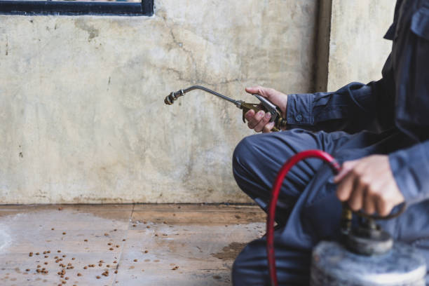 Best Rat Extermination Near Me  in Pearsall, TX